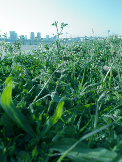 001_spring_daiba_top.jpg