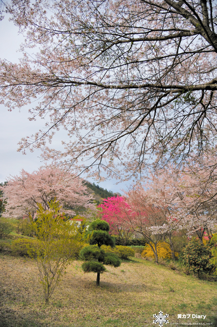 12_ohanamikyukoshukaido.jpg