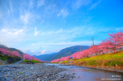 2_kawaduzakura2011.jpg