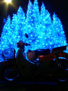 blue_irumi_cub.jpg