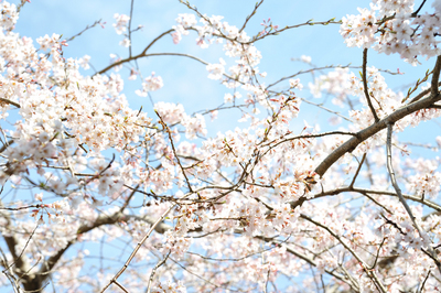 hannya_sakura1000.jpg