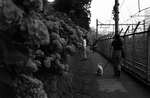 oji_ajisai03_600.jpg