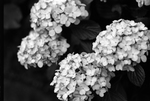 oji_ajisai07_600.jpg